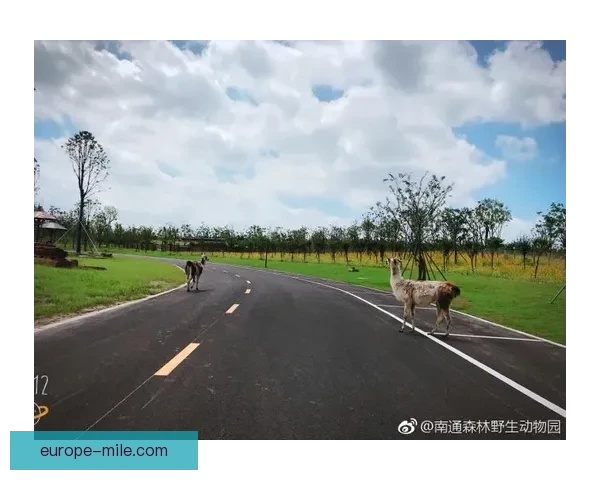 森林队违规遭处罚扣分 引发联赛积分风波讨论